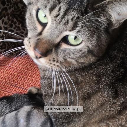 Photo 1/1 SOLEA Chat lost in Vernon