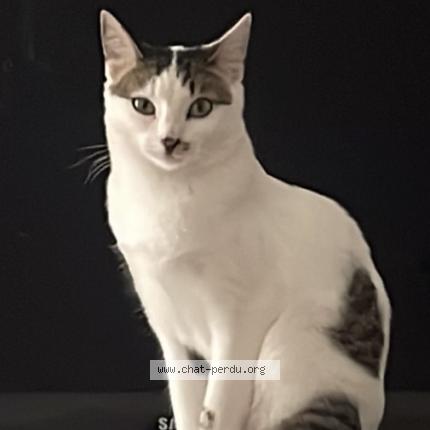 Photo 1/1 Arthemis Chat lost in Toulon