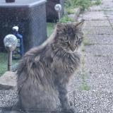 Picture of cat found at Maizieres Les Metz