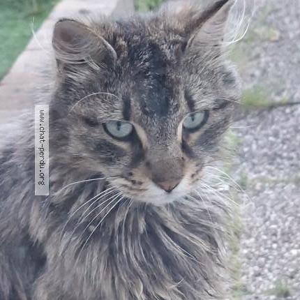 Photo 2/3 Found cat Found in Maizieres les metz