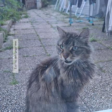 Photo 3/3 Found cat Found in Maizieres les metz