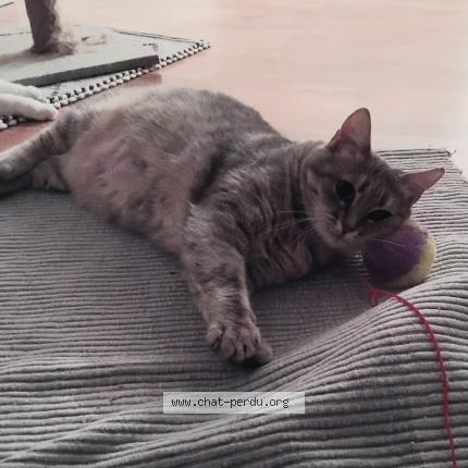 Photo 1/1 C&acirc;line Chat lost in Franois