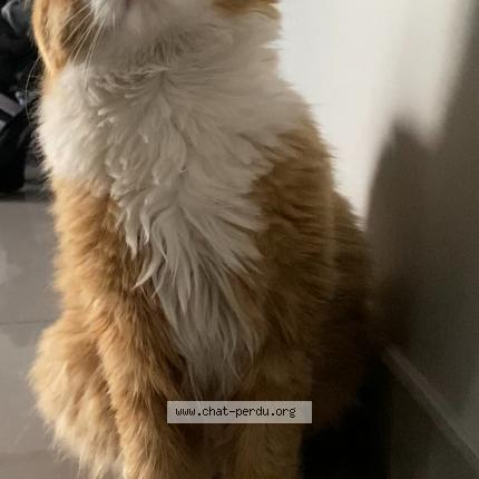 Photo 1/1 Simba Chat lost in Gignac la nerthe