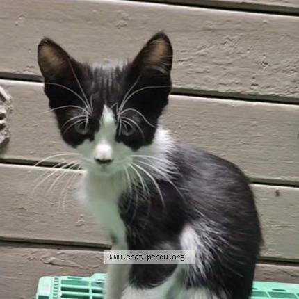 Photo 1/1 Poupette Chat lost in Marseille