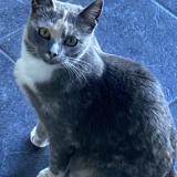 Picture of cat lost at Fize Fontaine