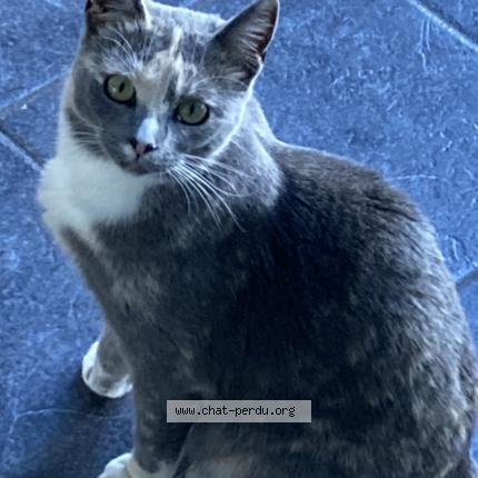 Foto 1/1 Cherie Kat vermist in Fize Fontaine