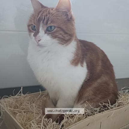 Photo 1/1 Milky Chat lost in Saint martin des monts