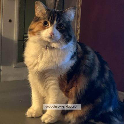 Photo 1/1 Loulou Chat lost in Quebec