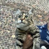 Picture of cat found at Saint Etienne Du Rouvray