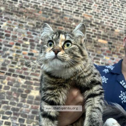 Photo 1/1 Found cat Found in Saint etienne du rouvray