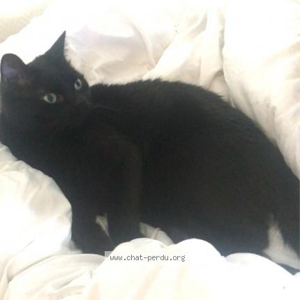 Photo 1/1 Tupac Chat lost in Vignacourt