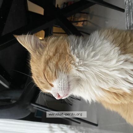 Photo 1/1 Simba Chat lost in Gignac la nerthe