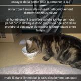 Picture of cat found at Rennes