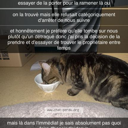 Photo 1/1 Found cat Found in Rennes