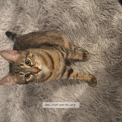 Photo 1/1 Nini Chat lost in Marseille