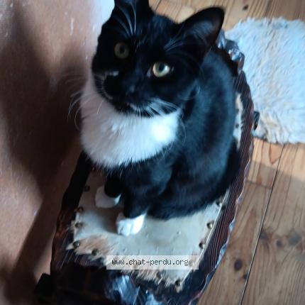 Photo 1/1 Soca Chat lost in Guebwiller