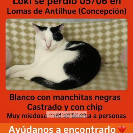 Photo 1/1 Loki Chat lost in Concepcion