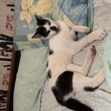 Picture of cat found at Cours De Piles