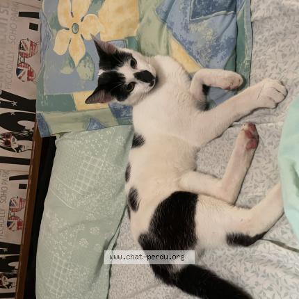 Photo 1/1 Found cat Found in Cours de piles