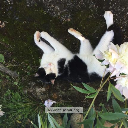 Photo 1/1 Diablo Chat lost in Moliets