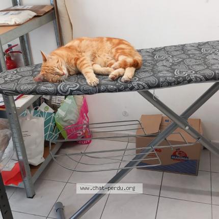 Photo 1/2 Gokou Chat lost in Martizay