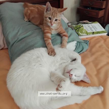 Photo 2/2 Gokou Chat lost in Martizay