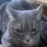 Picture of cat lost at Coquainvilliers