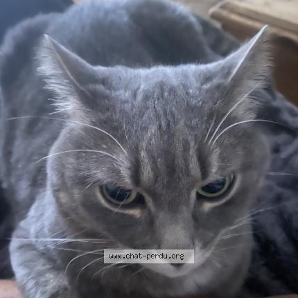 Photo 1/1 Yoshi Chat lost in Coquainvilliers