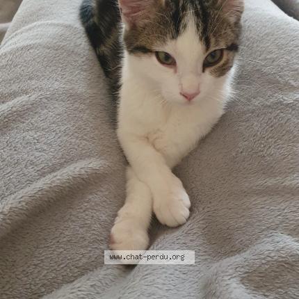 Photo 1/1 Uno Chat lost in Saint martin de bonfosse