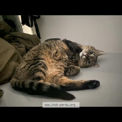 Photo 1/1 Kaly Chat lost in Lovens