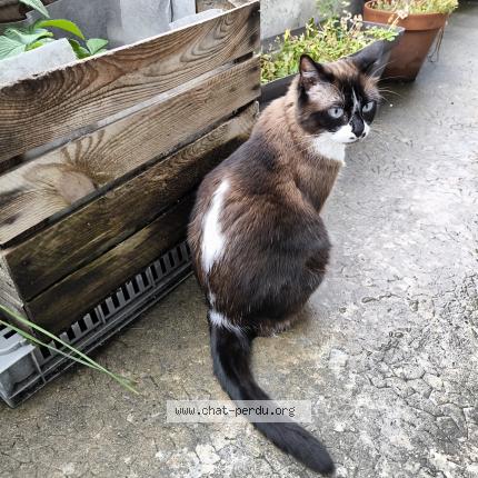 Photo 1/2 Chaussette Chat lost in Barberaz