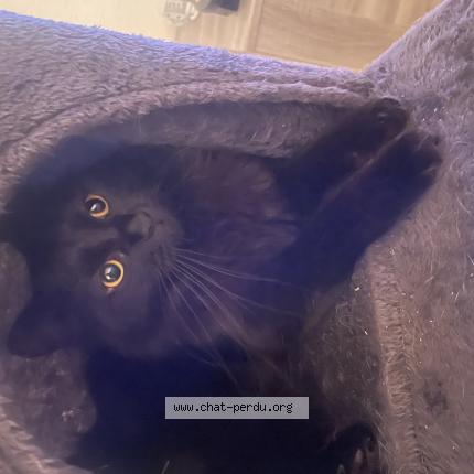 Photo 1/1 Igor Chat lost in Colmar