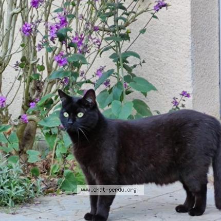 Photo 1/1 Jin Chat lost in La chapelle gauthier