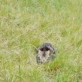 Picture of cat found at Champagne Sur Oise