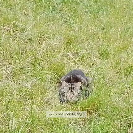 Photo 1/1 Found cat Found in Champagne sur oise