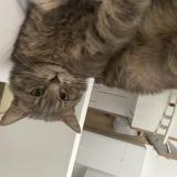 Picture of cat lost at Villeneuve D Ascq