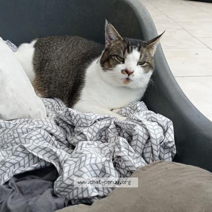 Photo 1/1 Moustache Chat lost in Marigne laille