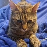 Picture of cat lost at Baudrieres