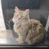 Picture of cat found at Le Loroux Bottereau