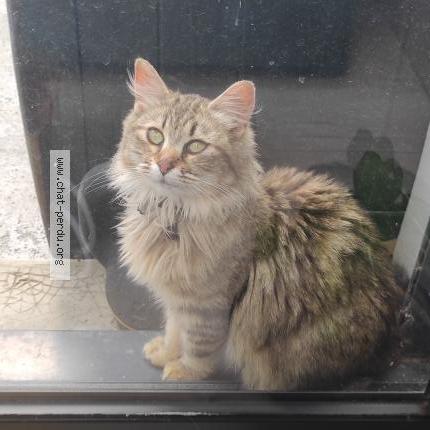 Photo 1/1 Found cat Found in Le loroux bottereau