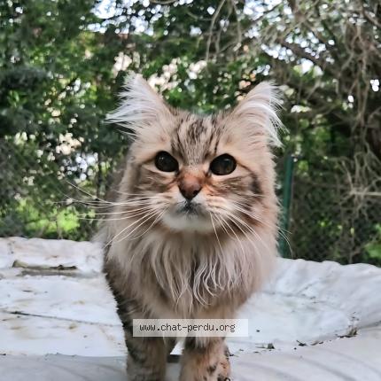 Photo 1/1 Kiwi ? Chat lost in Castres