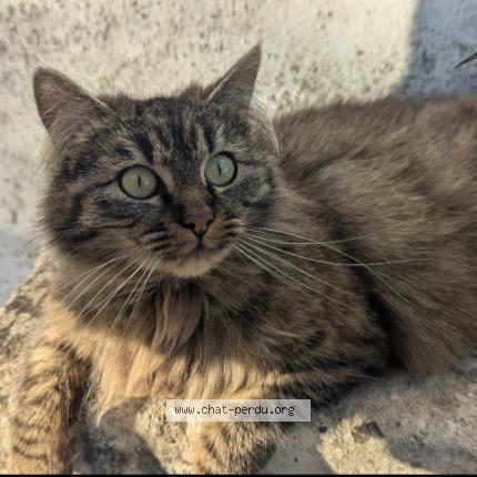 Photo 1/1 Jupi Chat lost in Niort