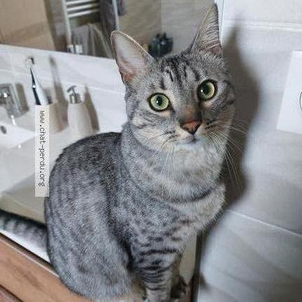 Photo 1/1 Meeko Chat lost in Loyettes