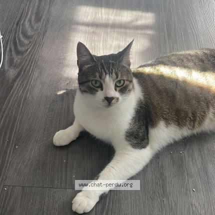 Photo 1/1 Tsuki Chat lost in Maisons alfort