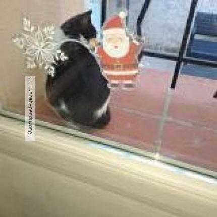 Photo 1/1 louna Chat lost in Marseille