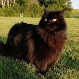 Picture of cat lost at Senonches