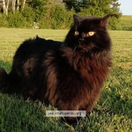 Photo 1/1 Socrate Chat lost in Senonches