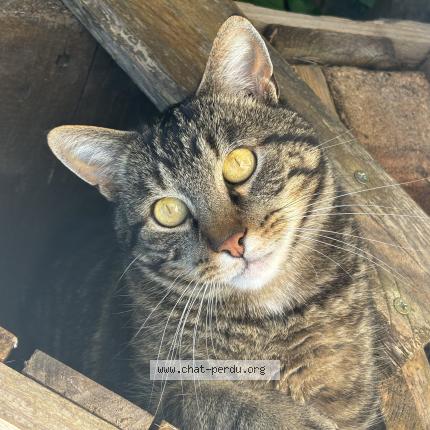 Photo 1/1 Oslo Chat lost in Saules