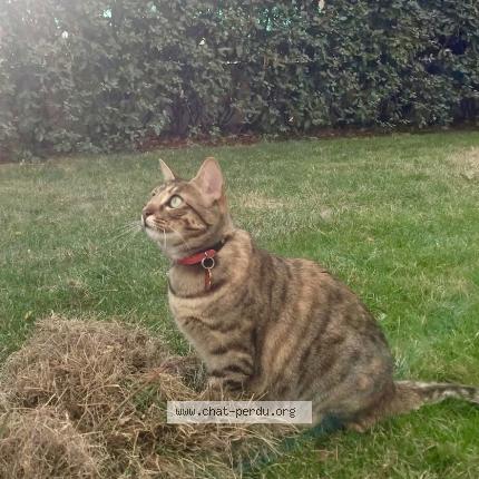 Photo 1/1 Simone Chat lost in Paris