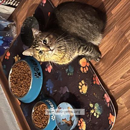 Photo 1/1 Diesel Chat lost in Vaudreching